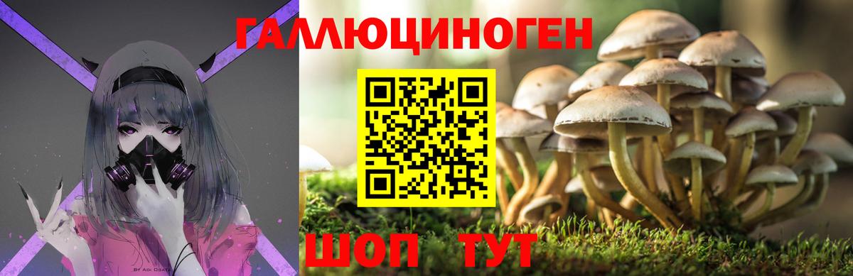 Псилоцибиновые грибы Psilocybe Ангарск